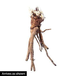 Mrs Perry Oriental Poppy