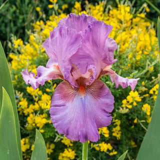 Jennifer Rebecca Reblooming Bearded Iris