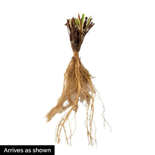 Canterbury Bells Mixture