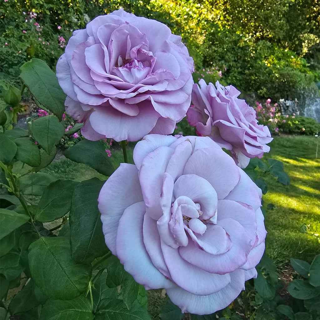 Neptune Hybrid Tea Rose | Shop Roses | Breck's
