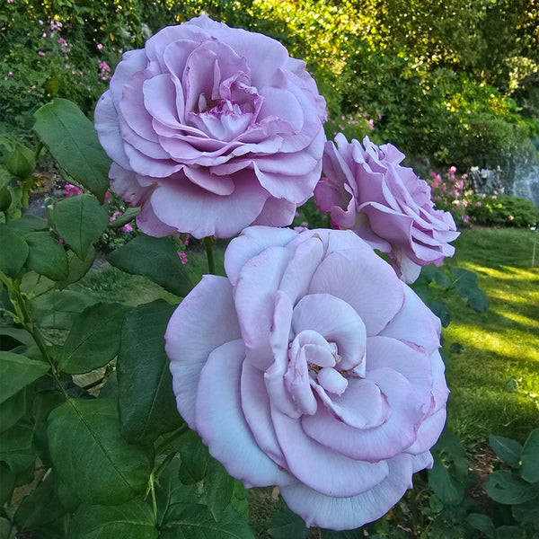 75141A_grande.webp?v=1764677094