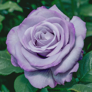 Neptune™ Hybrid Tea Rose