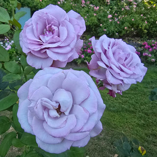 Neptune™ Hybrid Tea Rose