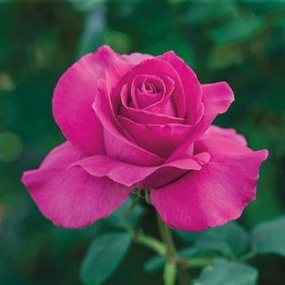 Rose Bushes For Sale - Shop Rose Plants | Breck's