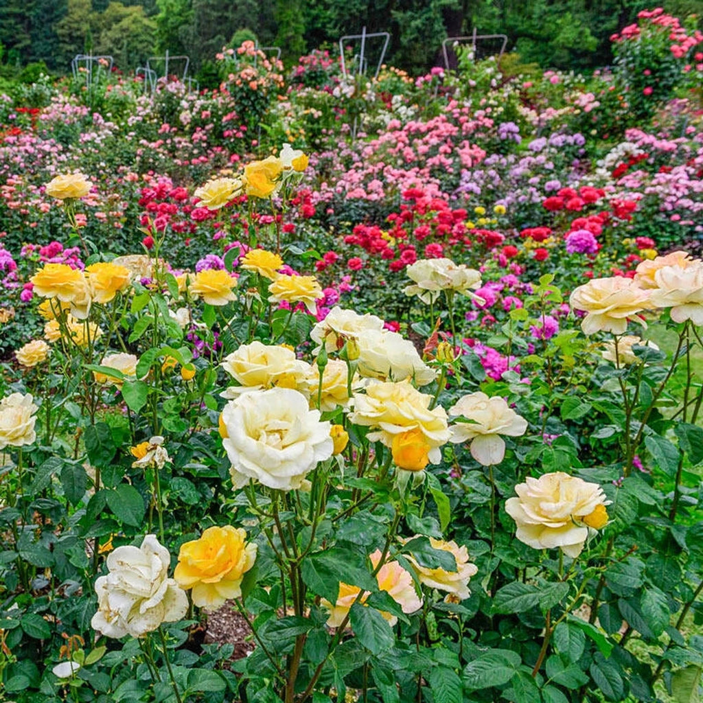 Shop Landscape Rainbow of Roses | Sun Perennials | Breck's