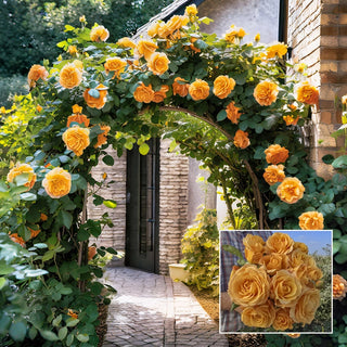 Golden Opportunity™ Climbing Rose