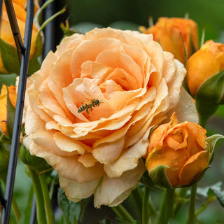 Golden Opportunity™ Climbing Rose