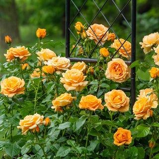 Golden Opportunity™ Climbing Rose