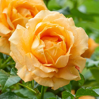 Golden Opportunity™ Climbing Rose