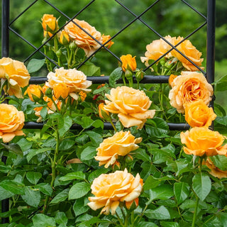 Golden Opportunity™ Climbing Rose
