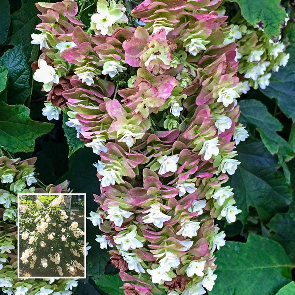 Snowcycle Hydrangea Buy Snowcicle Hydrangea | Hedges and Shrubs | Brecks