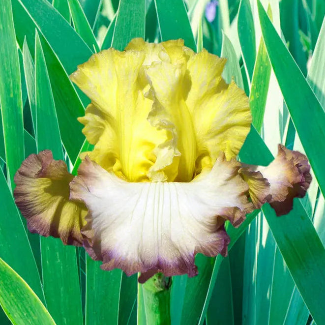 Iris Spring Backshell Buy Autumn Ring Reblooming Bearded Iris | Breck's