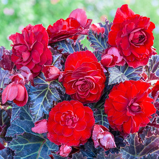 Switzerland Begonia
