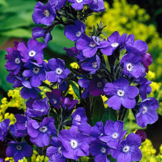 Loddon Royalist Anchusa