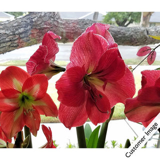 Gervase Amaryllis in Foil Wrapped Pot
