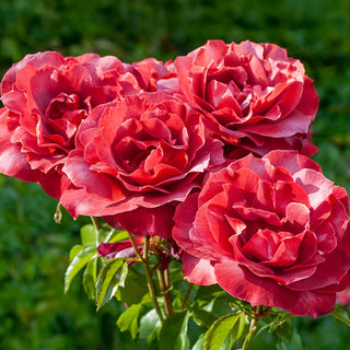 Hot Cocoa™ Floribunda Rose