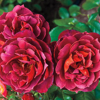 Hot Cocoa™ Floribunda Rose