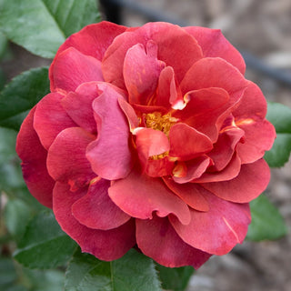 Hot Cocoa™ Floribunda Rose