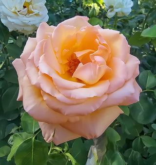 Over The Moon™ Hybrid Tea Rose