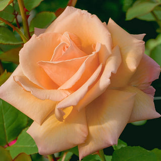 Over The Moon™ Hybrid Tea Rose