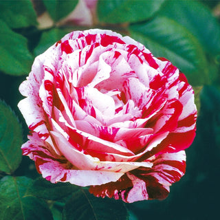 Rose Bushes For Sale - Shop Rose Plants | Breck's – Brecks