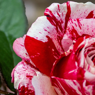 Scentimental™  Floribunda Rose