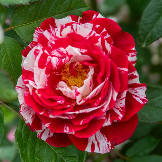 Scentimental™  Floribunda Rose