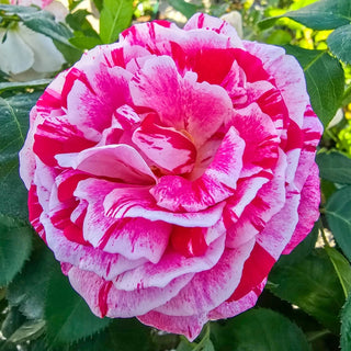 Scentimental™  Floribunda Rose