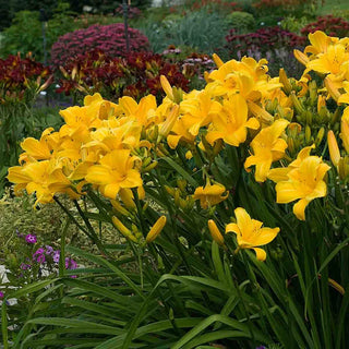 Buttered Popcorn Reblooming Daylily