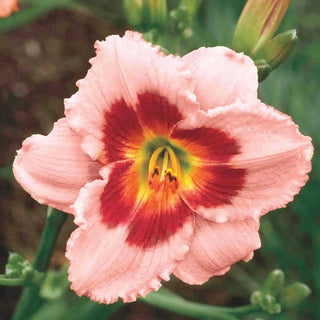 Wineberry Candy Daylily 66743