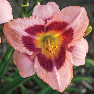 Wineberry Candy Daylily 66743
