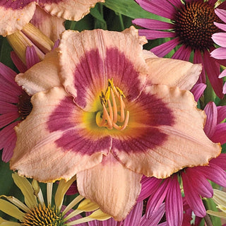 Wineberry Candy Daylily 66743