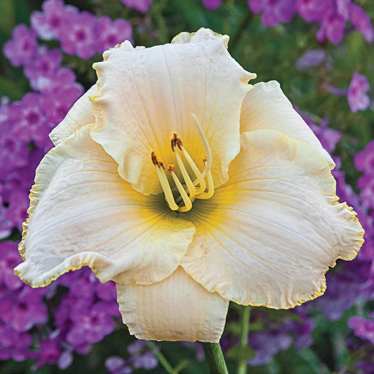 white day lily Early Snow Reblooming Daylily