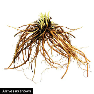 Handwriting On The Wall Reblooming Daylily