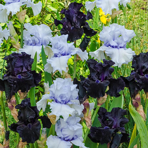 Magical Moments Bearded Iris Duet | Breck's