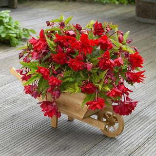 Scarlet Cascade Begonia