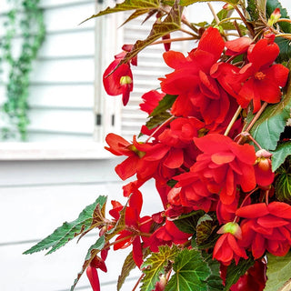 Scarlet Cascade Begonia