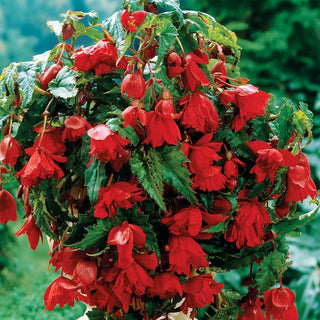 Scarlet Cascade Begonia