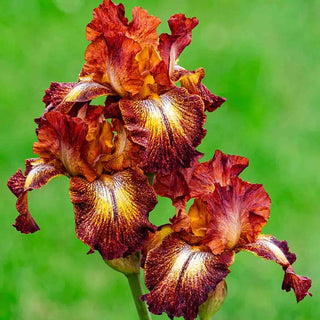 Paprika Fono's Reblooming Bearded Iris