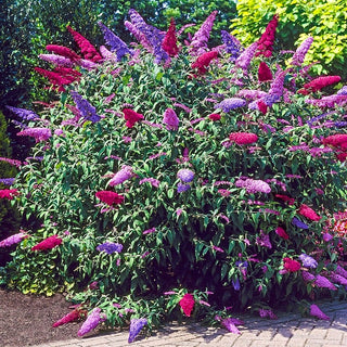 3 In 1 Butterfly Bush