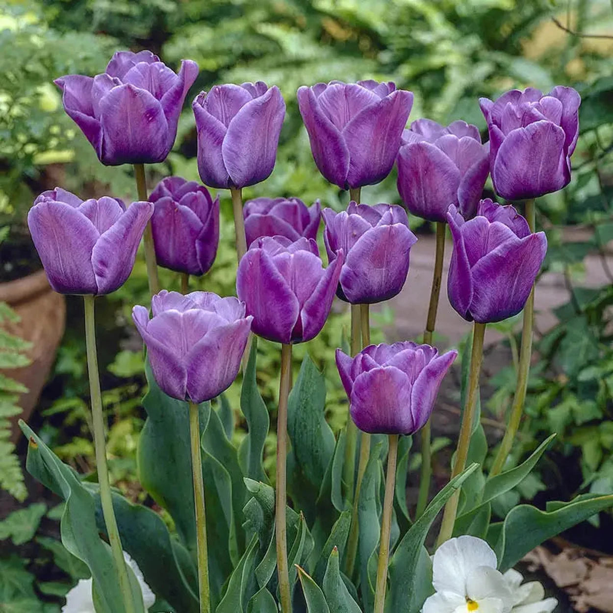 tulip flower seeds online Buy Bleu Aimable Tulip