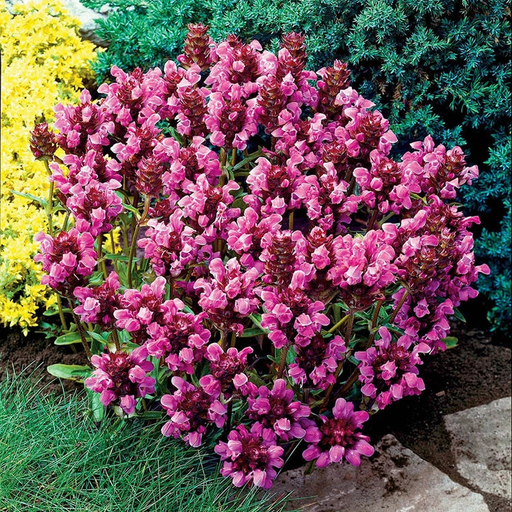 Shop Bella Deep Rose Prunella | Sun Perennials | Breck's