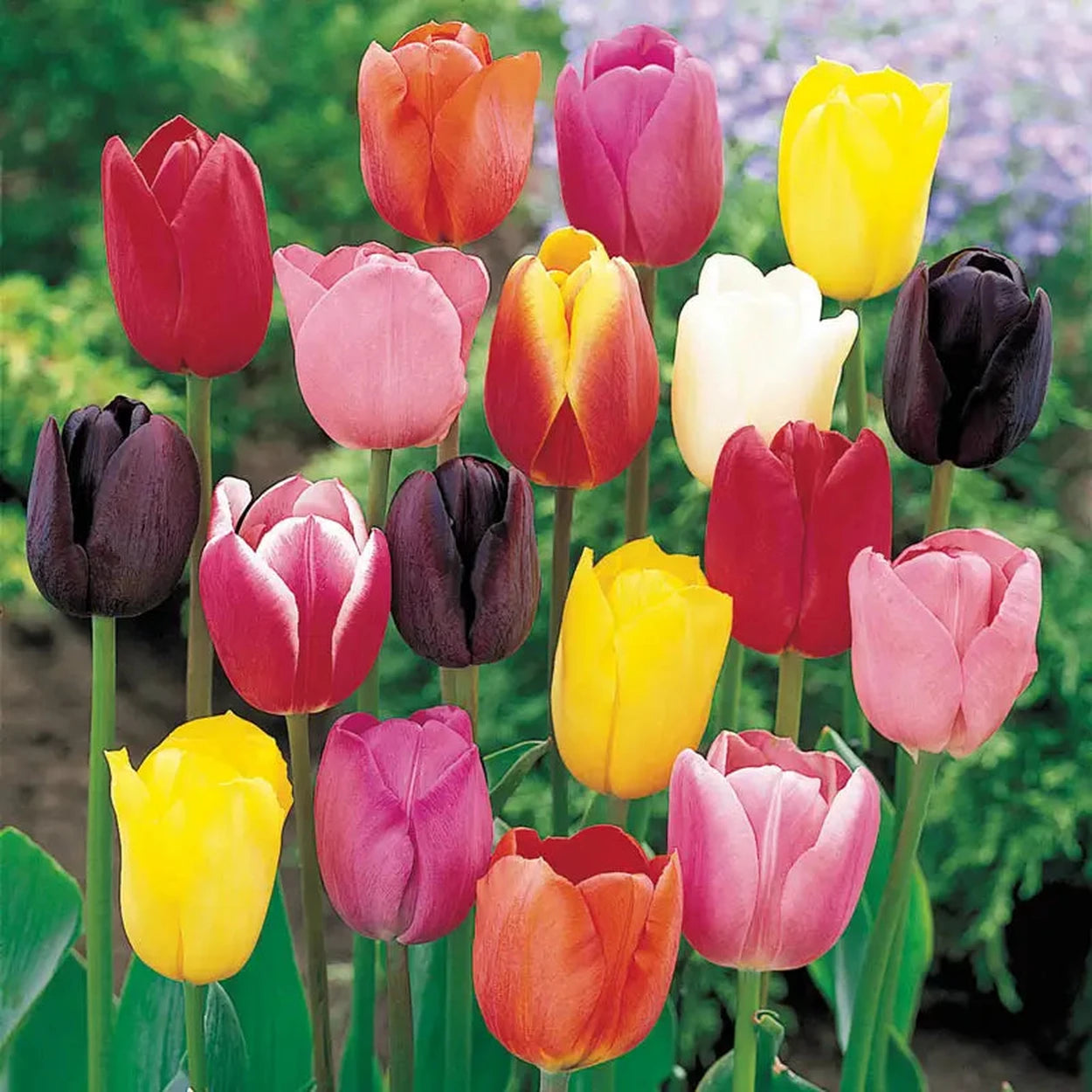 tulip flower tulip seeds Mulitcolor Tulips - Shop Curated Tulip Bulb Mix