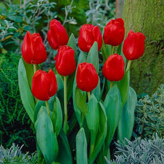 Buy Escape Tulip Super Sak | Breck's