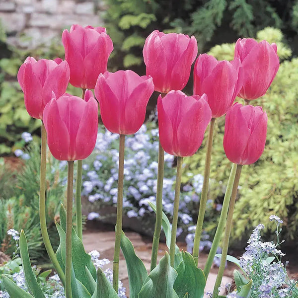 Bulk Tulips | Don Quichotte Tulip Super Sak | Breck's