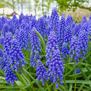 Blue Grape Hyacinth Super Sak®