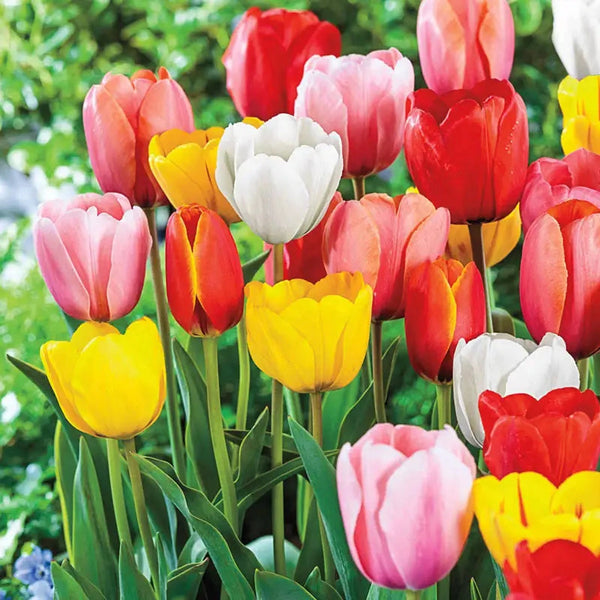 THE TULIP COMPLETE アンソロジーブックとライブCD セット Buy Perennial Tulip Mixture Super Sak | Breck's