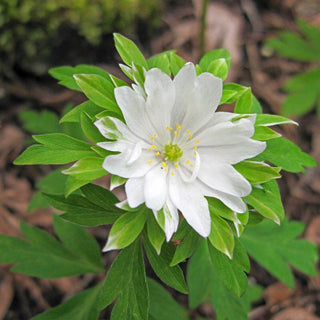 Green Collar Wood Anemone