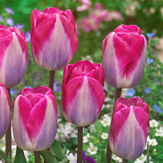 Showgirl Tulip
