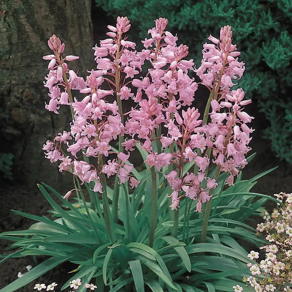 Spanish Pinkbells | Save up to 75% | Breck's
